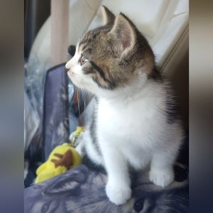 Live Show Notification